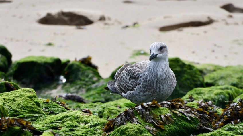 Toxina producida por las algas puede matar rápidamente a animales y humanos, revela estudio