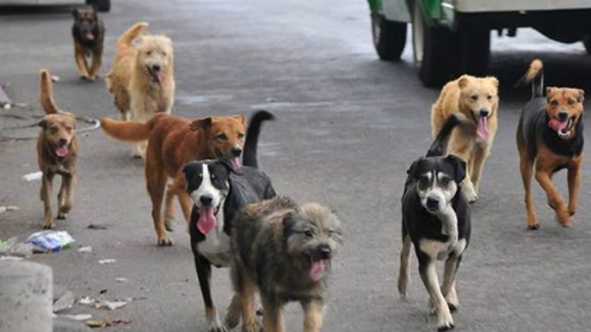 Morena propone garantizar derechos de los animales en la Constitución