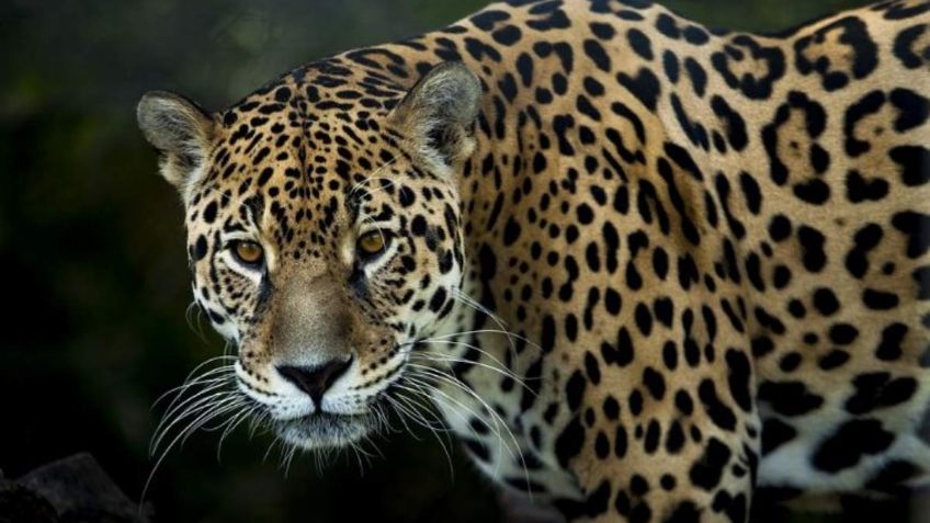 El jaguar podría dejar de existir en México, las 3 acciones claves que deben seguirse para evitarlo