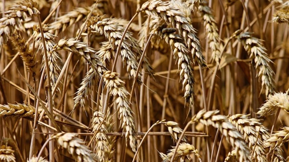 Los granos más afectados por la falta de agua serán el maíz, trigo y el frijol. Foto: Especial