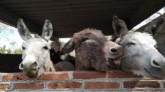 ¡Sí existe! Conoce Burrolandia, un santuario para proteger al burro mexicano: FOTOS