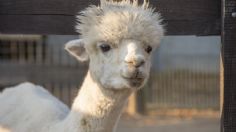 ¡Lo más tierno que verás hoy! Bebé alpaca huérfana vuelve a CAMINAR gracias a una “silla de ruedas”: VIDEO