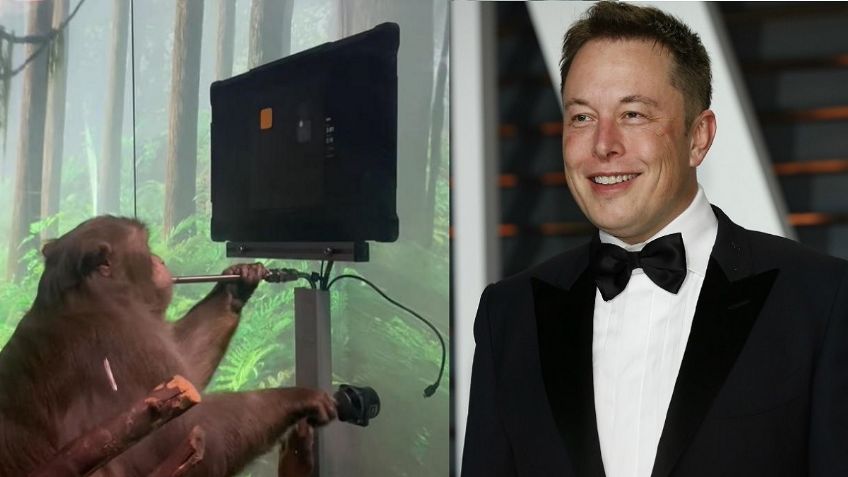 Neuralink: Elon Musk presenta al primer mono capaz de "jugar videojuegos" con la mente | VIDEO