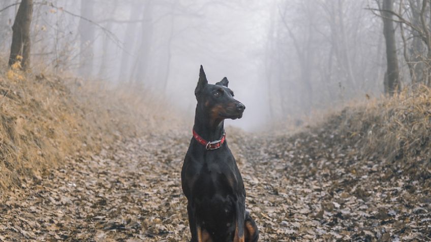 Razas de perros más propensas a desarrollar cáncer; Ojo ¿tienes alguna?