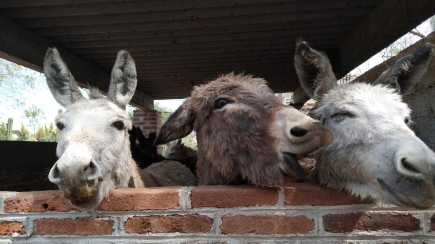 ¡Sí existe! Conoce Burrolandia, un santuario para proteger al burro mexicano: FOTOS