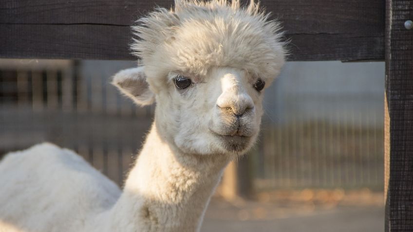 ¡Lo más tierno que verás hoy! Bebé alpaca huérfana vuelve a CAMINAR gracias a una “silla de ruedas”: VIDEO