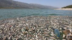 Miles de peces mueren por contaminación de un lago; no se sabe qué es lo que pasó