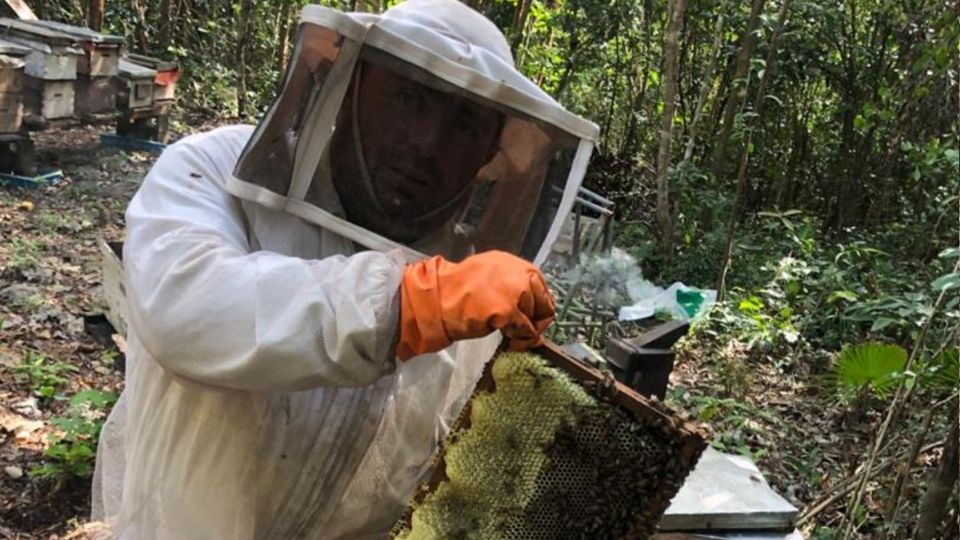 De 100 colmenas, solamente ocho sobrevivieron a los huracanes Foto: Especial