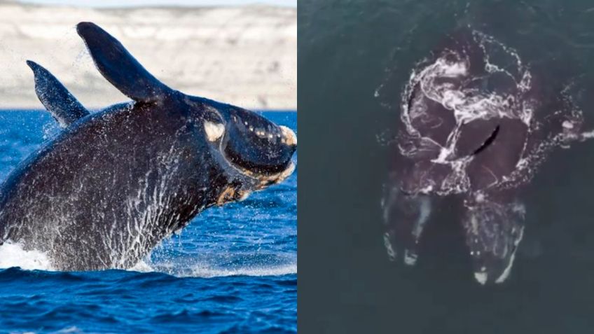 VIDEO VIRAL: Ballenas en peligro de extinción se “abrazan”; es lo mejor que verás hoy