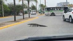 COCODRILO detiene el tránsito en AVENIDA de Tamaulipas: VIDEO