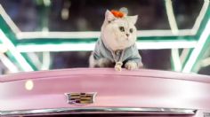 Mao Mao, la gatita modelo de la industria automotriz; gana hasta 5 mil 600 dólares mensuales: VIDEO