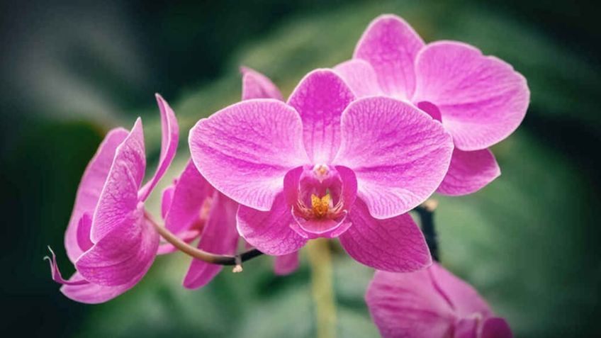 Estas son las cinco plantas para proteger tu casa de la mala vibra