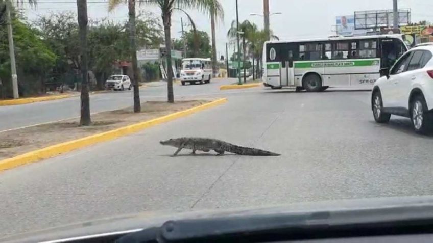 COCODRILO detiene el tránsito en AVENIDA de Tamaulipas: VIDEO