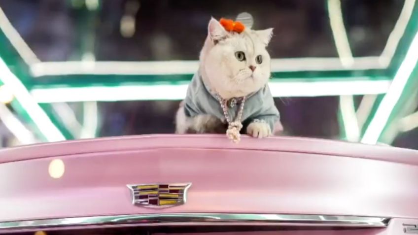 Mao Mao, la gatita modelo de la industria automotriz; gana hasta 5 mil 600 dólares mensuales: VIDEO