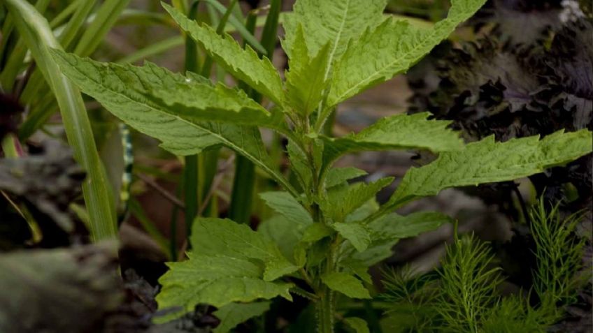 Epazote tiene propiedades curativas; conoce todos sus usos medicinales