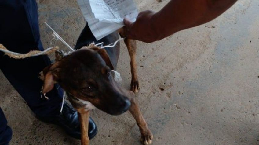 Perro servía de mensajero de presos; fue detenido por cómplice