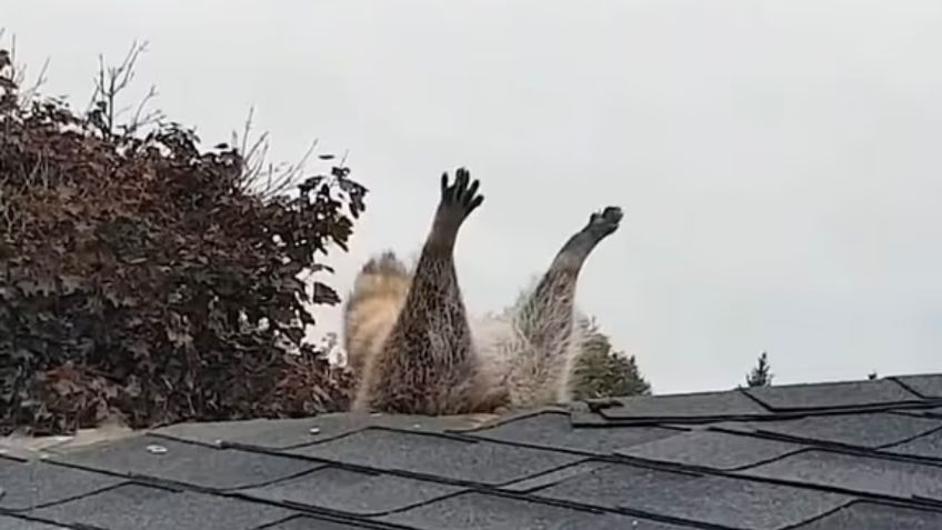 Mapache ‘gordito’ se atora al intentar conseguir comida, es lo más triste que verás hoy: VIDEO