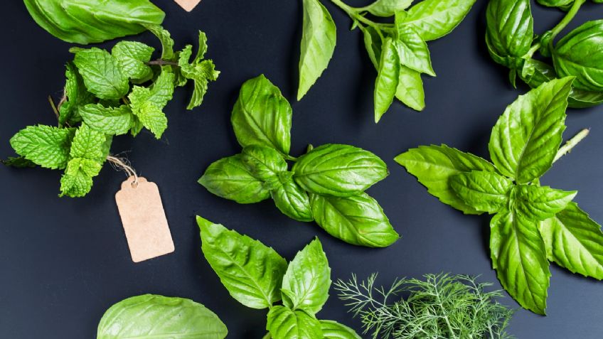 Plantas aromáticas para ahuyentar a las cucarachas de tu casa