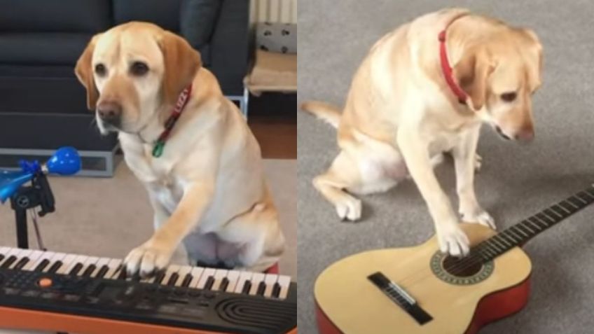 Perrita con talento musical se vuelve viral: VIDEO