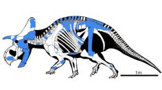 Descubren nuevo dinosaurio en Nuevo México; es una de las primeras especies con cuernos que existieron