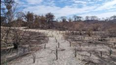 Denuncian plantación de agave en zona quemada del Bosque de la Primavera