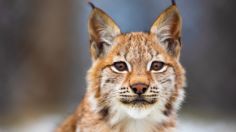 ¡No está extinto! Reportan el nacimiento de tres crías de lince boreal