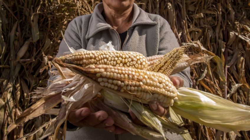 Producción de maíz va a caer 20% por falta de fertilizantes: Anpec