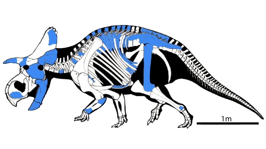 Descubren nuevo dinosaurio en Nuevo México; es una de las primeras especies con cuernos que existieron