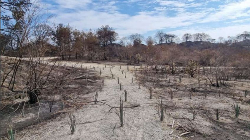 Denuncian plantación de agave en zona quemada del Bosque de la Primavera