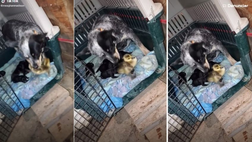 VIDEO VIRAL: Perrita enamora las redes al cuidar de patito como si fuera su cachorro