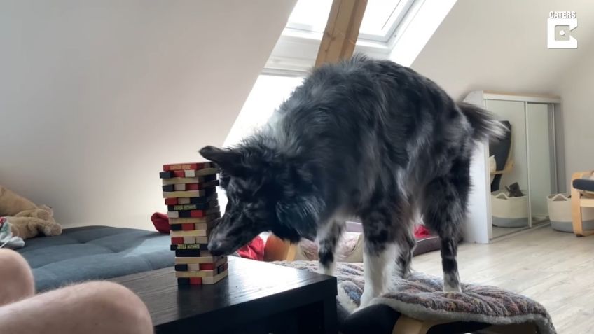 VIDEO VIRAL: Perro demuestra ser el mejor amigo del hombre al jugar Jenga con su dueño