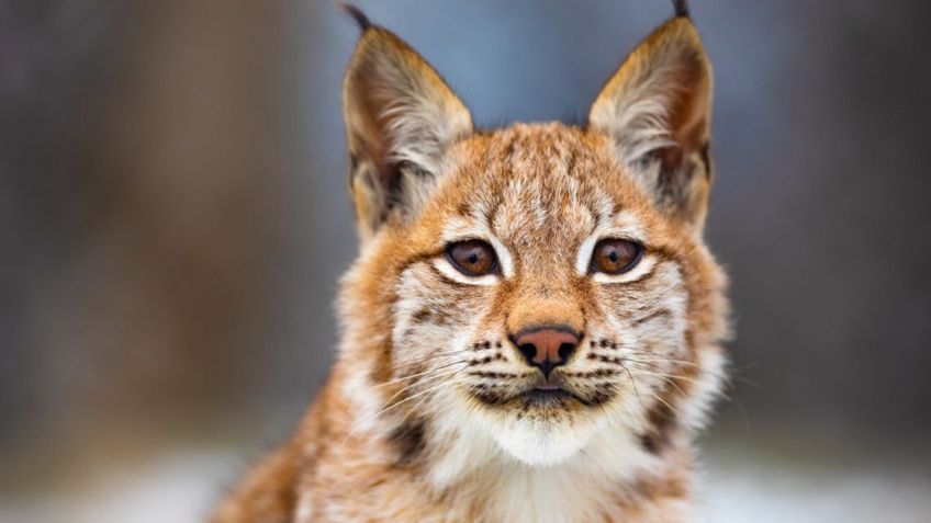 ¡No está extinto! Reportan el nacimiento de tres crías de lince boreal