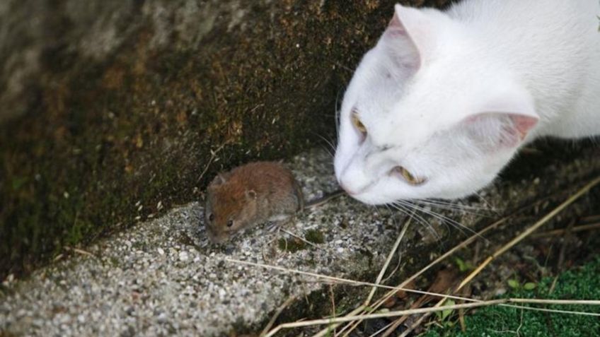 Chicago: Liberan MIL gatos salvajes para combatir la plaga de ratas