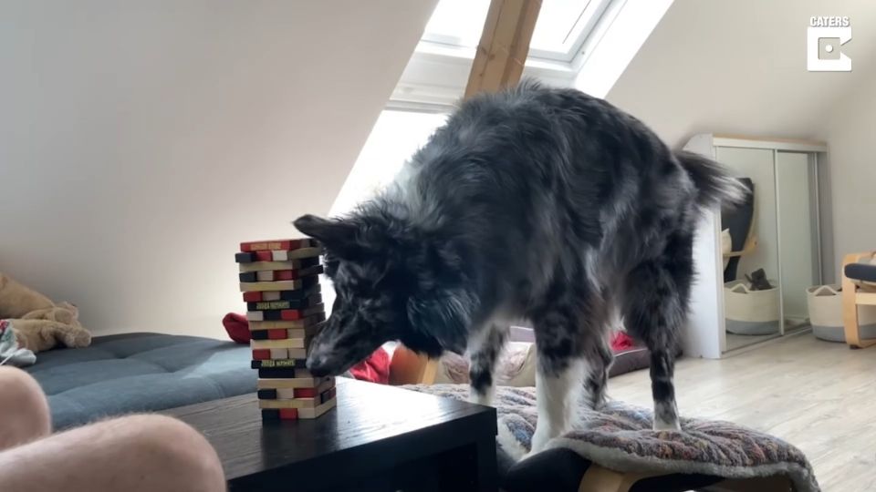 La habilidad de este perrito ha dejado impresionados a más de uno. FOTO: ESPECIAL