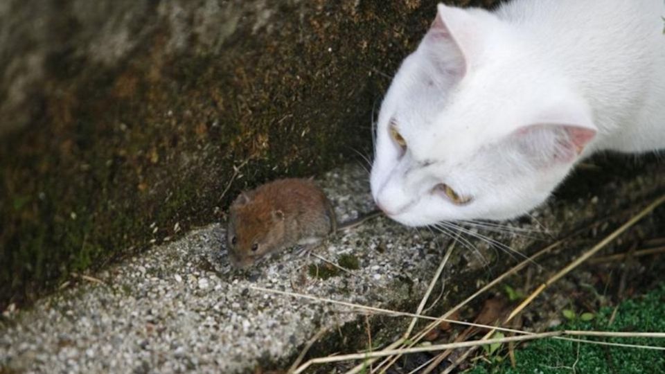 Un refugio de animales de Chicago liberó mil gatos salvajes para erradicar la infestación de rodeos urbanos. Foto: Reuters