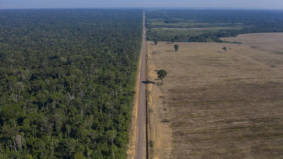 La selva deforestada.