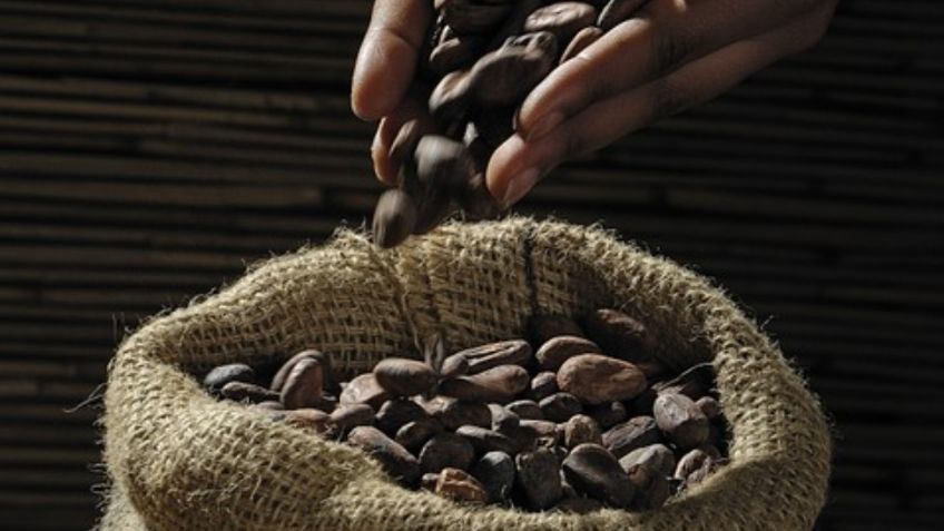 Consumo de cacao ayuda a mejorar la agudeza visual