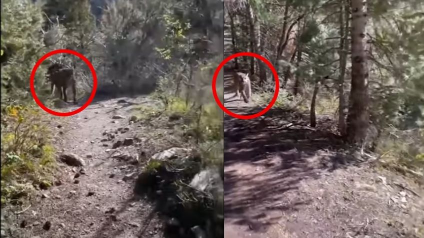 VIDEO VIRAL: ¡Momentos de terror! Puma persigue a corredor durante 5 minutos en Utah