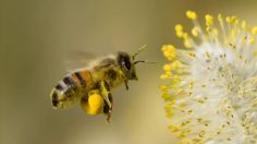 20 de mayo día Mundial de las abejas: ¿Qué pasa si desaparecen de la Tierra?