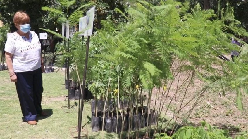 Entregarán 120 mil árboles para avanzar en reforestación de zona metropolitana de Jalisco