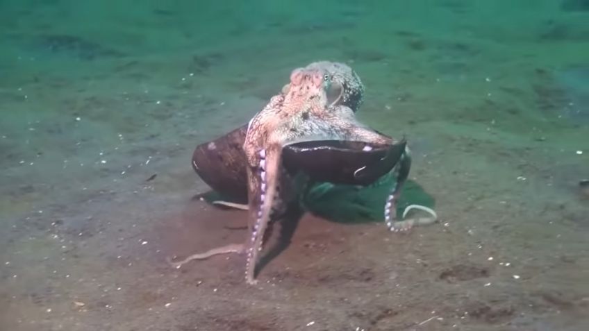 VIDEO VIRAL: Pulpo sorprende al mundo al caminar como “persona” sobre dos de sus extremidades