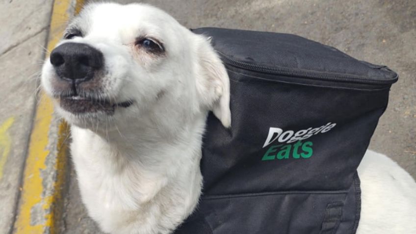 Perrita trabaja como repartidora de comida para ayudar a su refugio | FOTOS