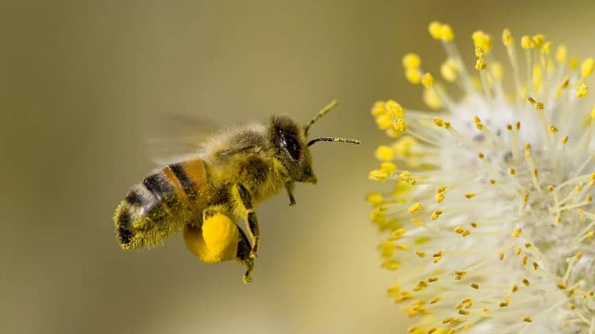 20 de mayo día Mundial de las abejas: ¿Qué pasa si desaparecen de la Tierra?