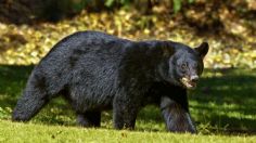 ¡Trágico! Mujer muere por SALVAJE ataque de OSOS; paseaba a sus perros antes de ser agredida