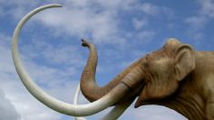 Encuentran enorme HUESO de MAMUT de hace 100 MIL años; fue de la Edad del Hielo: FOTO