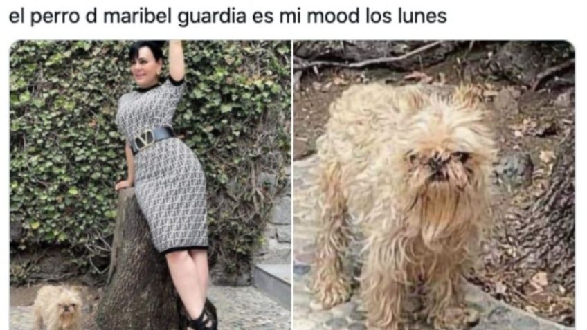 Maribel Guardia y su perro enojado; esta es la historia del meme de la semana