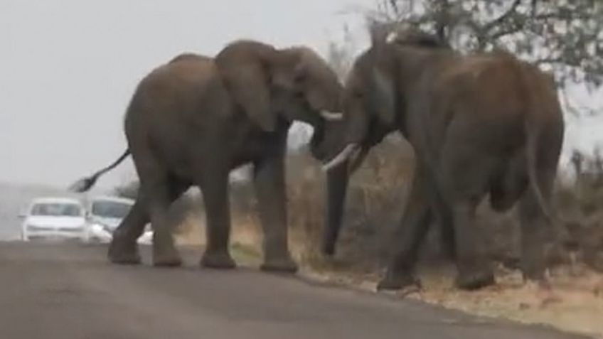 Elefantes protagonizan intensa pelea en plena carretera: VIDEO