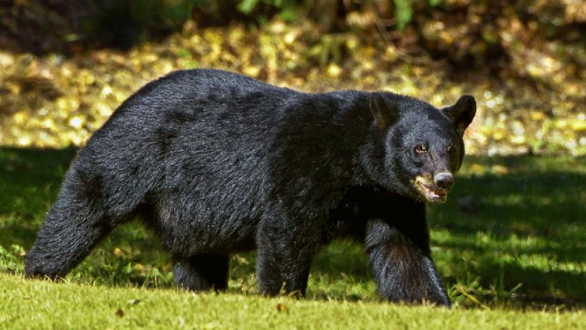 ¡Trágico! Mujer muere por SALVAJE ataque de OSOS; paseaba a sus perros antes de ser agredida