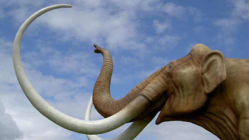 Encuentran enorme HUESO de MAMUT de hace 100 MIL años; fue de la Edad del Hielo: FOTO