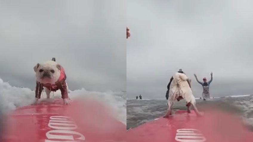 VIDEO VIRAL: ¡Sin miedo al éxito! Perrito surfista conquista las redes sociales con su habilidad